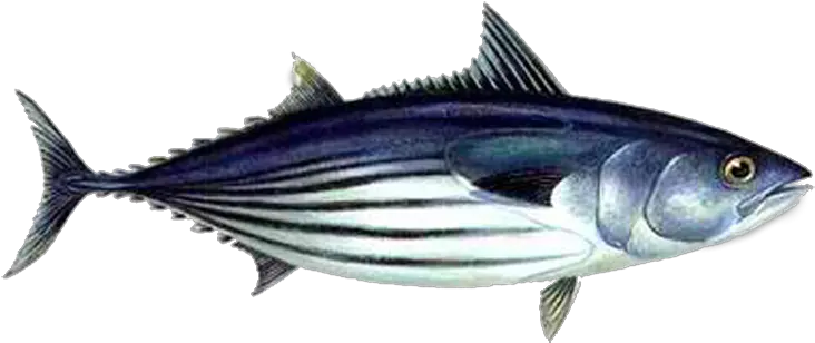 Download Free Png Skipjack Tuna Safe Catch Tuna Aku Png