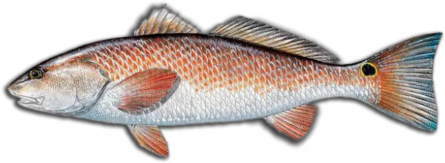 Louisiana Fishing Charters Guides Red Fish Png Dead Fish Icon