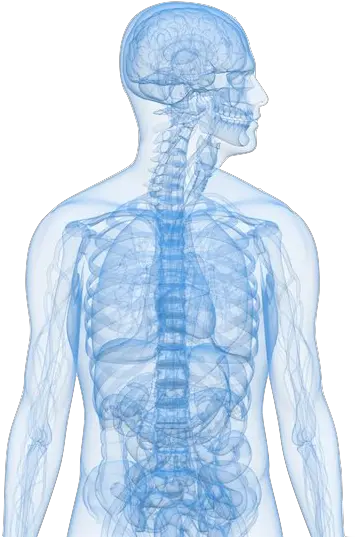 Body Png Clipart Medical Human Body Png Body Png