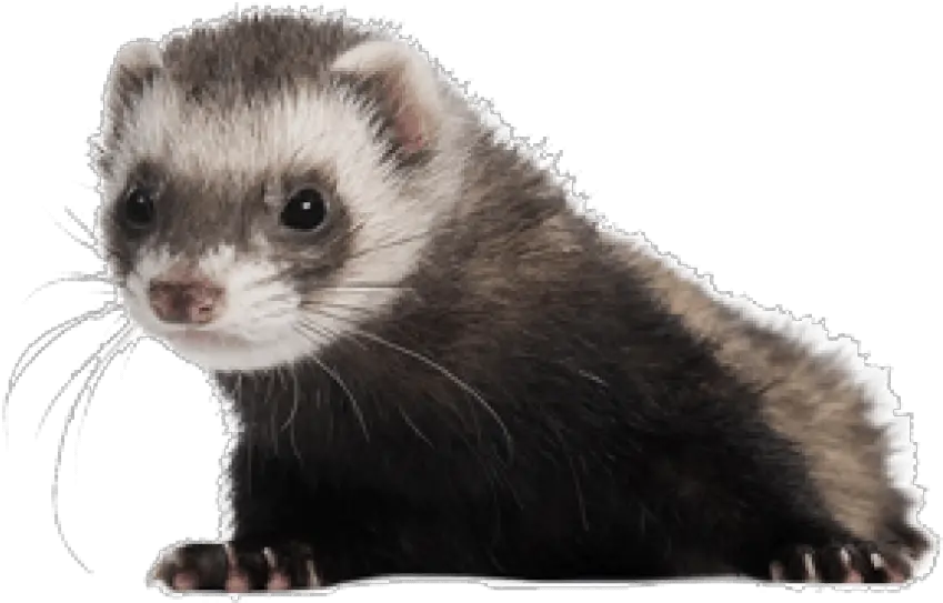 Free Png Ferret Images Transparent Transparent Ferret Png Ferret Png