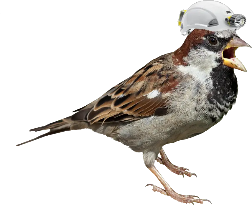 Free Sparrow Png Transparent Images House Sparrow White Background Sparrow Png