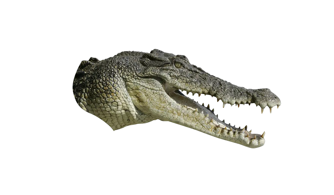 Alligator Head Png Crocodile Head No Background Alligator Transparent Background