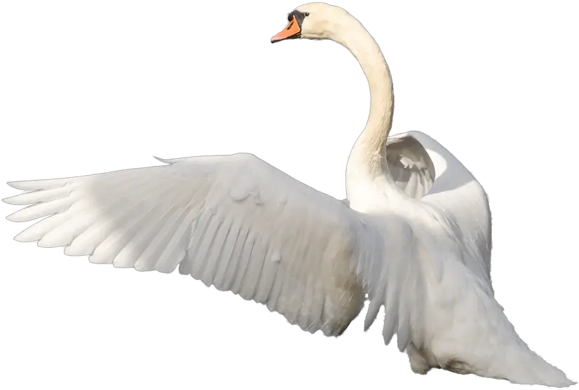 Swan Transparent Swan Flying Png Swan Png