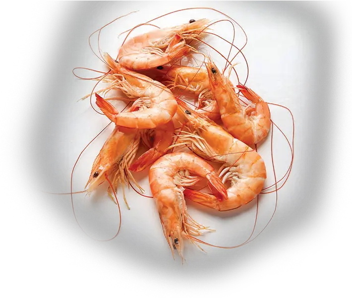 Shrimp Png Photos Small Shrimp Png Shrimp Png