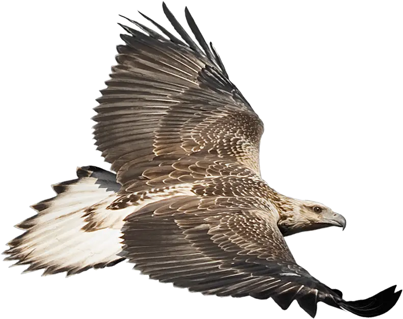 Sea Eaglecamorg Home West Australian Sea Eagle Png Eagle Transparent