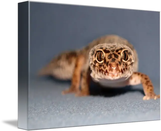 Leopard Gecko By Teresa L Mayer Toads Png Leopard Gecko Png