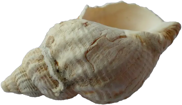 Sea Shell Clam Ocean Ocean Sea Shells Png Clam Png