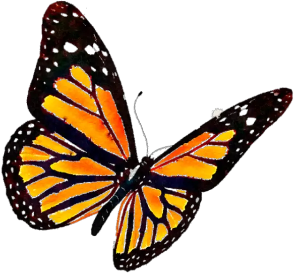 Monarch Butterfly Clipart Transparent Background Butterfly Png Monarch Png