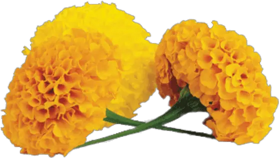 Marigold Transparent Png Transparent Marigold Flower Png Marigold Png