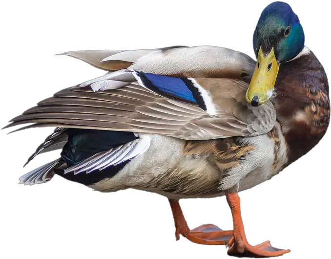 Duck Mallard Drake Transparent Water Bird Png Duck Transparent