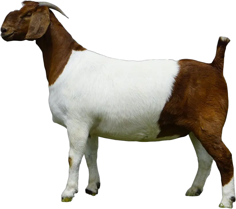 Goat Png Photos Boer Goat Goat Png Goat Png