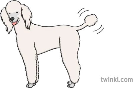 Happy Dog Poodle Illustration Twinkl Standard Poodle Png Poodle Png