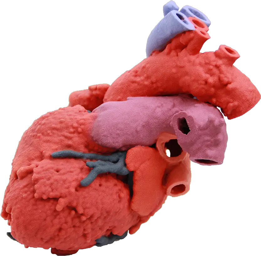 Download 60107 3d Printed Organs Png Heart Organ Png