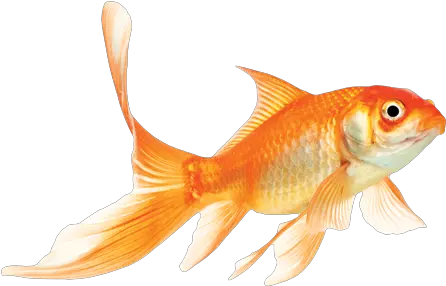 Leave The Golden Fish For Fairy Tales Luminor Png Goldfish Transparent Background