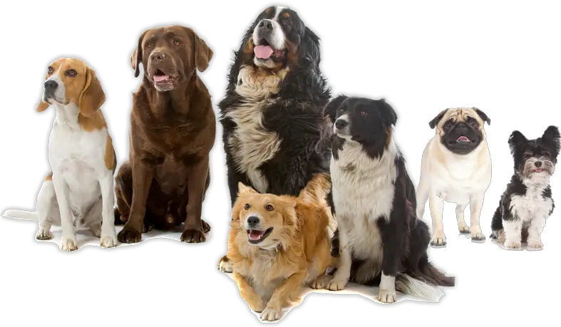 Group Of Dogs Png 1 Image Group Of Dogs Dogs Png