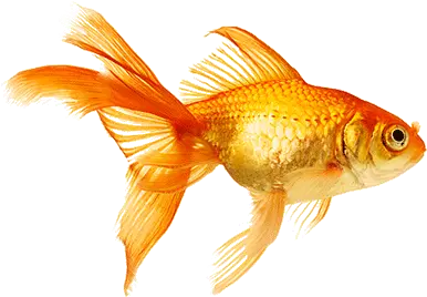 Goldfish Fish Swimming Gif Png Goldfish Transparent