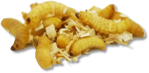 Wax Worms Bombyx Mori Png Worm Png