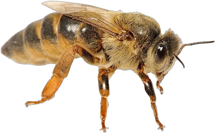 Bee Png Transparent Images Free Download Real Honeybee Honey Bee Png