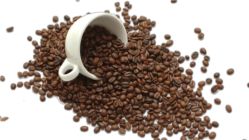 Instant Coffee Tea Bean Ro 1214601 Png Bean Coffee Png Coffee Beans Png