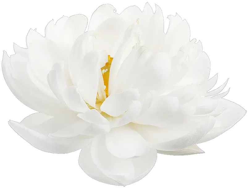 Lotus Flower Transparent White Lotus Flower Png Lotus Transparent