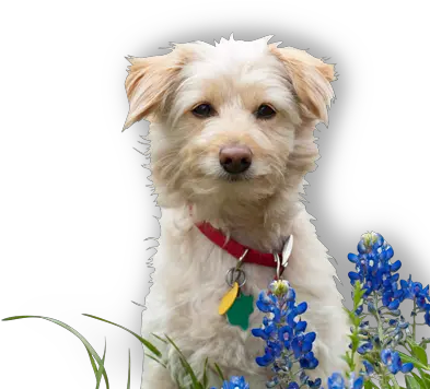 Veterinarian Austin Beevet Animal Hospital Vulnerable Native Breeds Png Blue Bonnet Icon