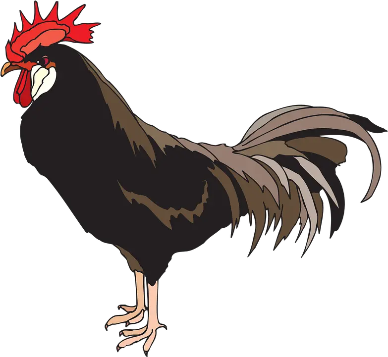 Rooster Cockerel Cock Free Vector Graphic On Pixabay Bau Cua Ca Cop Png Chicken Head Png