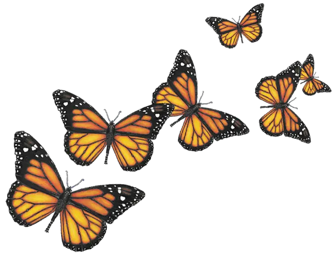 Six Butterflies Transparent Png Stickpng Transparent Background Butterfly Png Butterfly Transparent