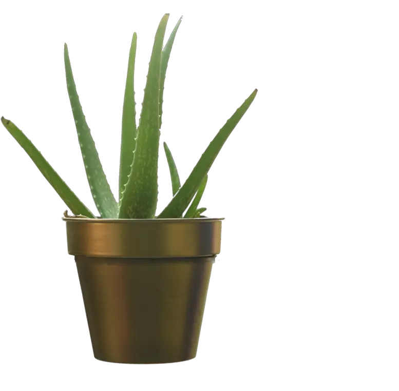 Simple Planterpot In Gold Finish Flowerpot Png Pot Of Gold Png