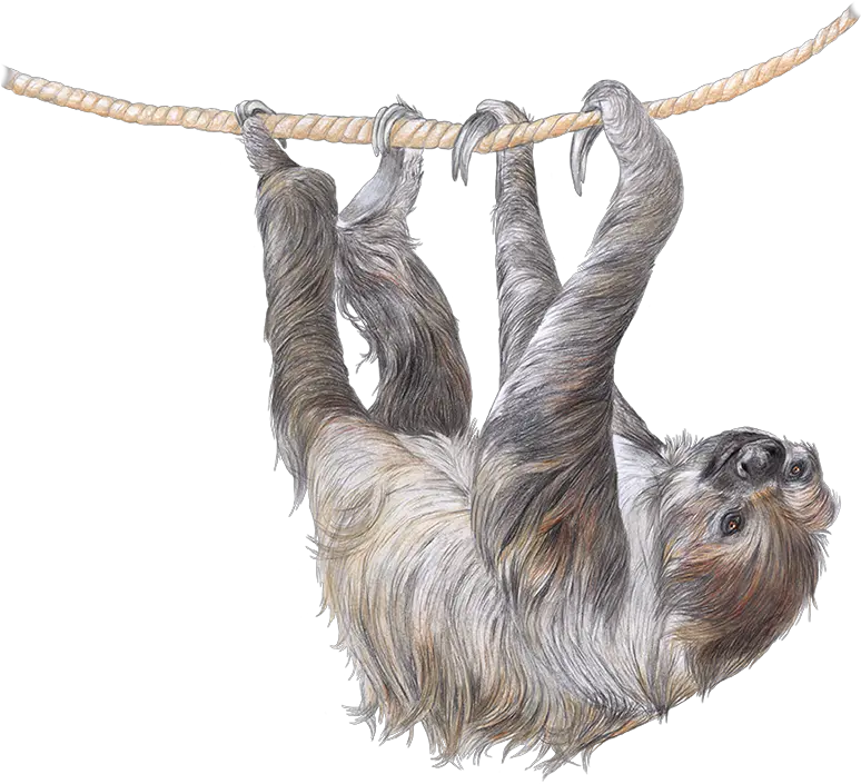 Two Sloth Png Sloth Transparent