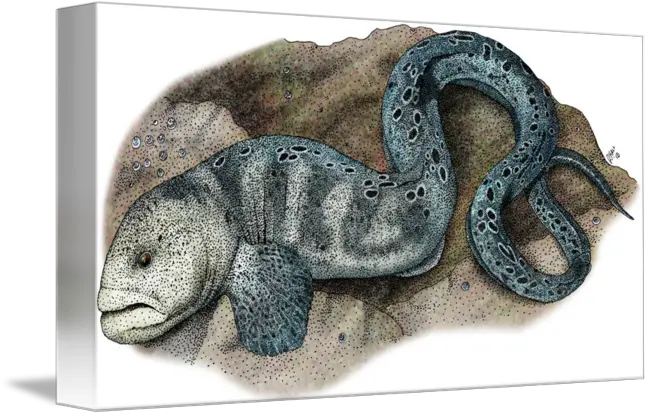 Wolf Eel By Roger Hall Drawing Png Eel Png
