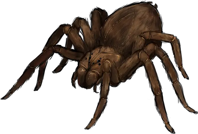 Beast Giant Spiders Medieval U0026 Fantasy Minecraft Roleplaying Giant Spider Transparent Background Png Spider Transparent