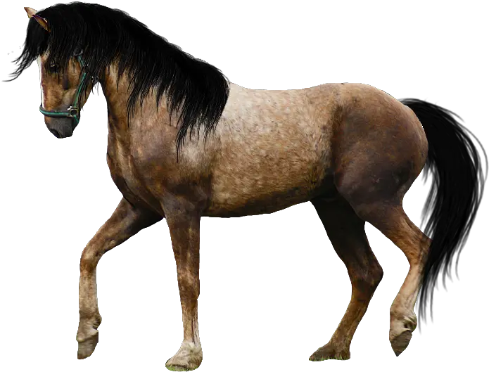 Transparent Horses Real U0026 Png Clipart Free Appaloosa Horse Transparent Background Horse Running Png