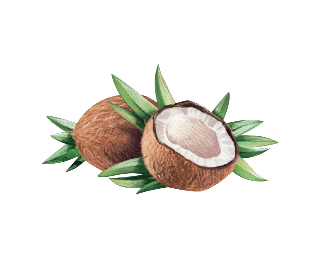 Coconut Clipart Seed Virgin Coconut Oil Logo Virgin Coconut Oil Logo Png Coconut Transparent