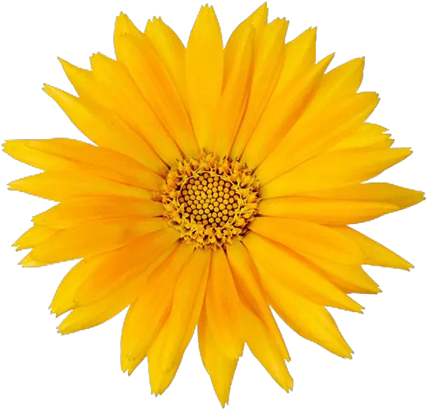 Calendula Officinalis Flower Mexican Pot Marigold Png Marigold Png