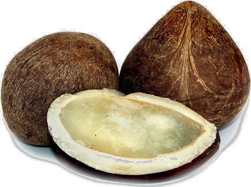 Half Coconut Png Photos Mart Coconut Copra Png Coconut Png