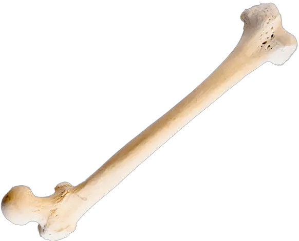 Jonsbones Responsibly Sourced Human Osteology Solid Png Bone Icon