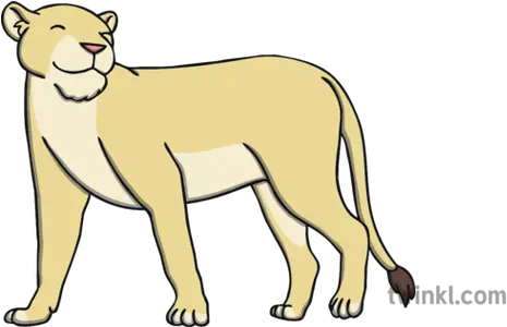 Happy Lioness Illustration Masai Lion Png Lioness Png