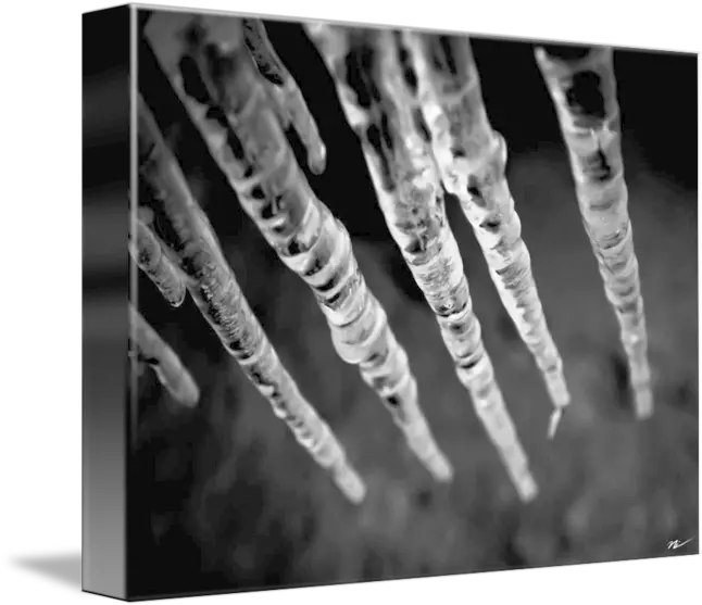 Winter Icicles By Nick Caldwell Monochrome Png Icicles Transparent