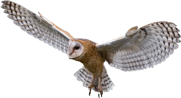 Owl Png Transparent 2 Image Owl Png Owl Transparent