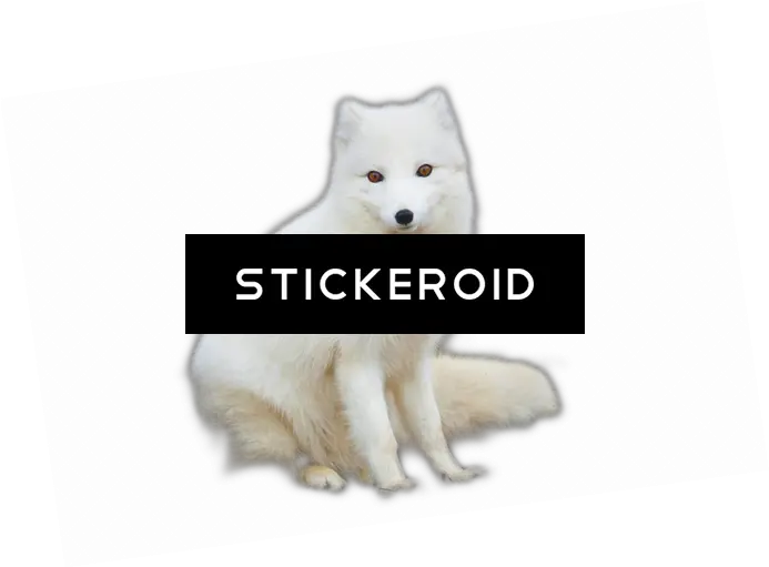 Animals Arctic Fox Png Arctic Fox Png