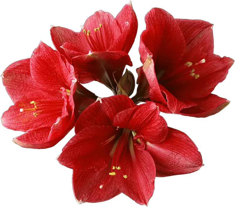 Download Orchid Png Image For Free Amaryllis Flower Png Orchid Png