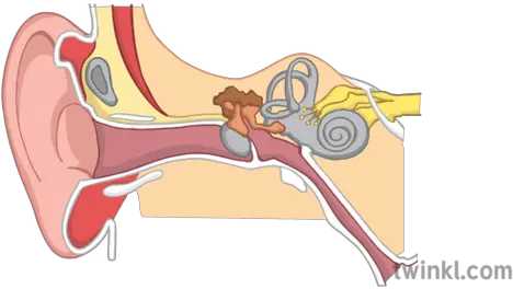 Ear Structure Diagram Illustration Twinkl Illustration Png Ear Png