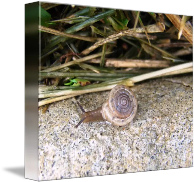 Mr Snail By Clear Sky Photography Lymnaeidae Png Snail Transparent