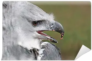 Wall Mural Close Up Male Adult Harpy Eagle Pixersus American Harpy Eagle Beak Png Harpy Icon