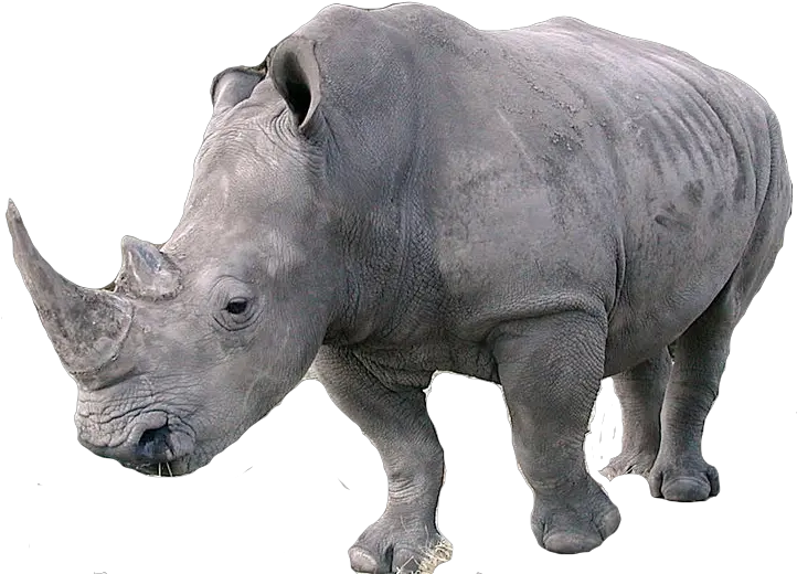 Rhino Png Rhino Png Rhino Png