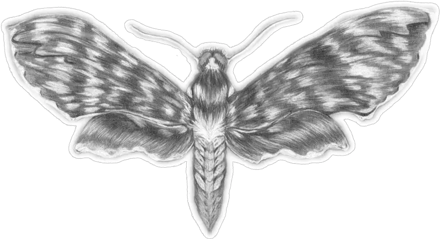 Scotoscopes Insect Png Moth Png