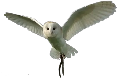 Bird Of Prey Soft Png Barn Owl Icon