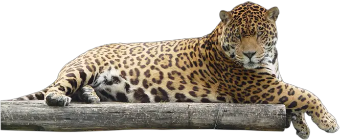 Jaguar Png Animal Jaguar Png Jaguar Png