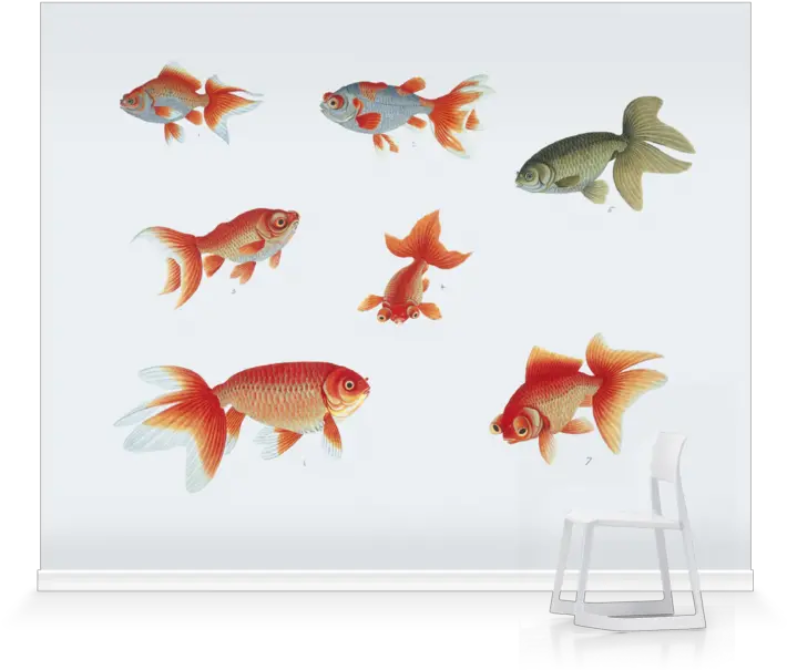 Goldfish 800x692 Wallpaper Ecopetitcat Goldfish Png Goldfish Transparent