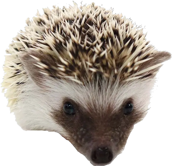 Hedgehog Png Transparent Images Free Download Background